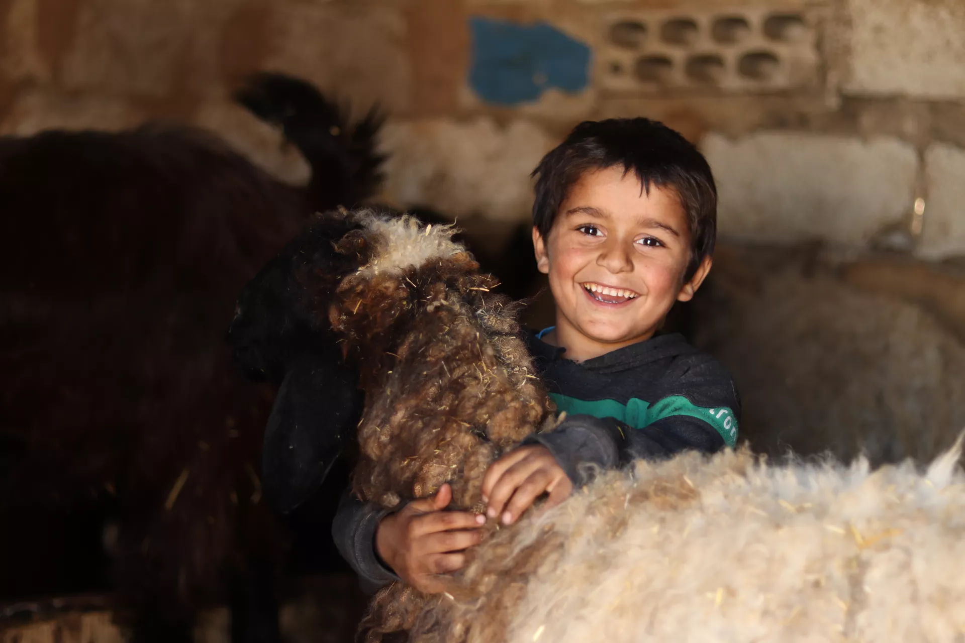 A young boy is hugging a sheep in a barn